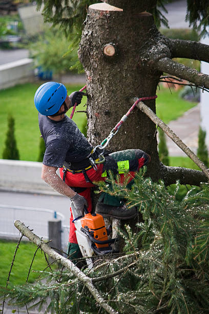 Best Commercial Tree Services  in Ralston, NE