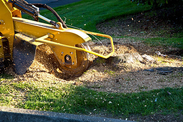 Tree and Shrub Care in Ralston, NE